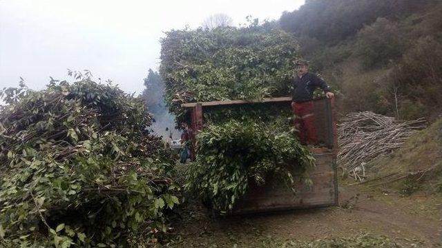 Alaplı’da Defne Yaprağı Geçim Kaynağı Oldu