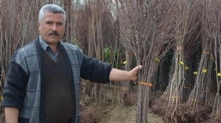 Malatya&rsquo;da Bu Sene En &Ccedil;ok Ceviz Ve Badem Fidanı Dikildi