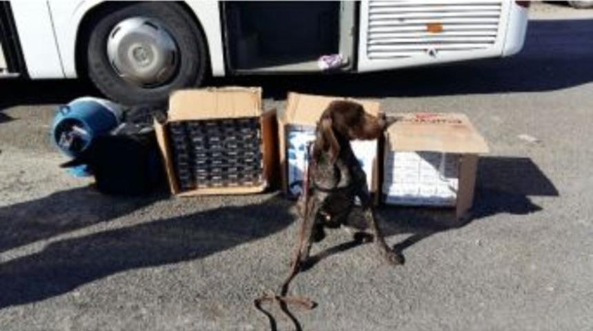 Jandarmadan K&ouml;pekli Ka&ccedil;ak Sigara Operasyonu