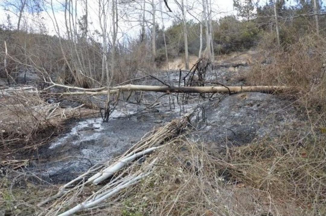 Niksar&rsquo;da Orman Yangını