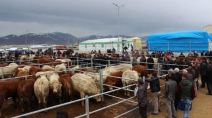 Hayvan Yetiştiricilerine Y&uuml;zde 80 Hibe Desteği