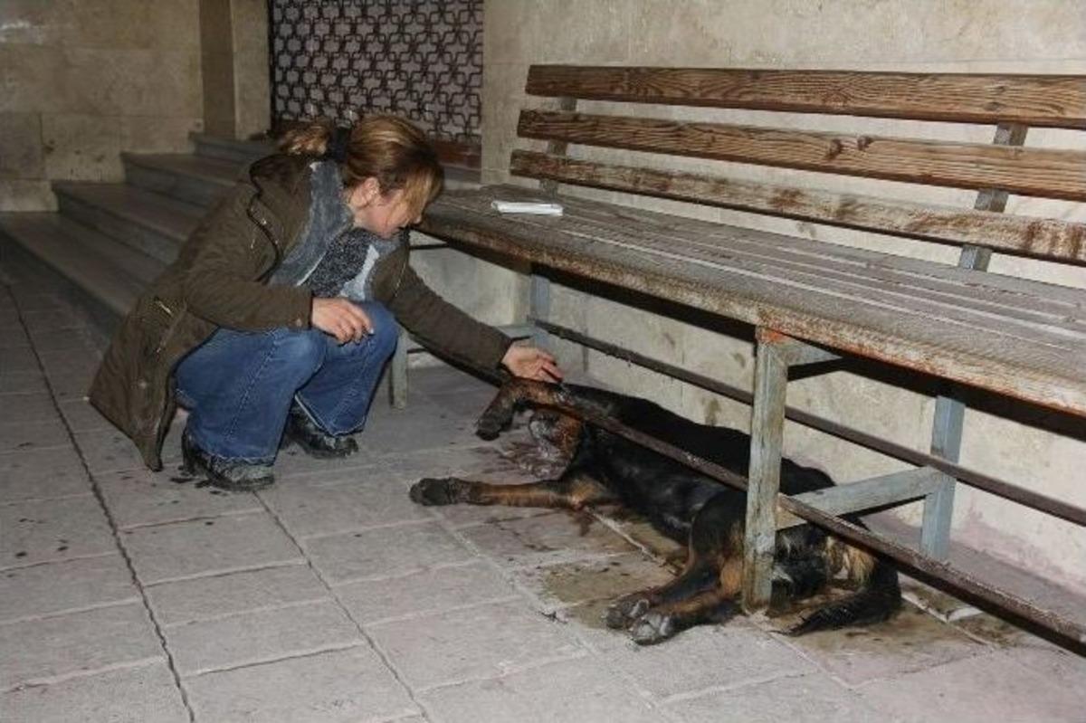 Bartın&rsquo;da Hayvan Katliamı