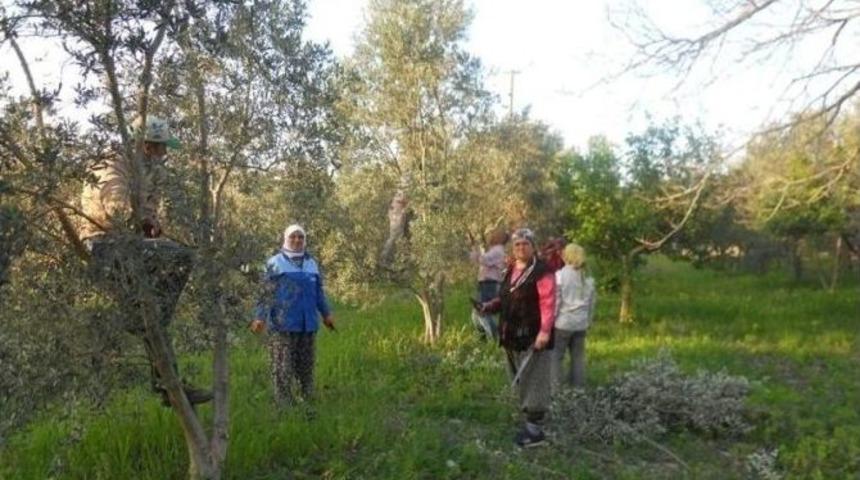 Dalaman&rsquo;da Zeytin Budama Kursu Başladı