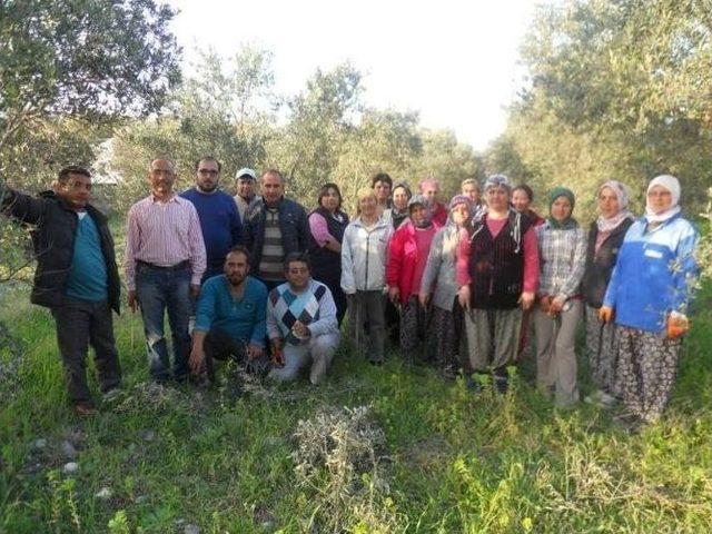 Dalaman’da Zeytin Budama Kursu Başladı