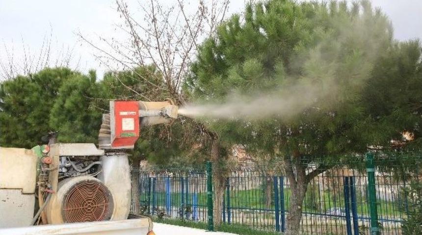 Buca’da Çam Kese Böceği İle Mücadele Başladı