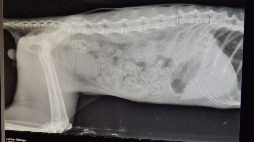 Arabanın &Ccedil;arptığı Kedi Hayata Tutundu