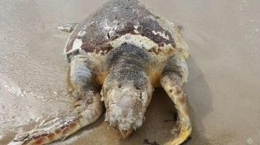 Didim&rsquo;de &Ouml;l&uuml; Caretta Bulundu