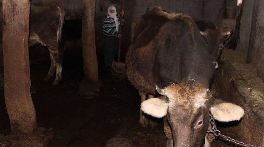 Kar Suları, Tarım Arazileri Ve Evleri Su Altında Bıraktı