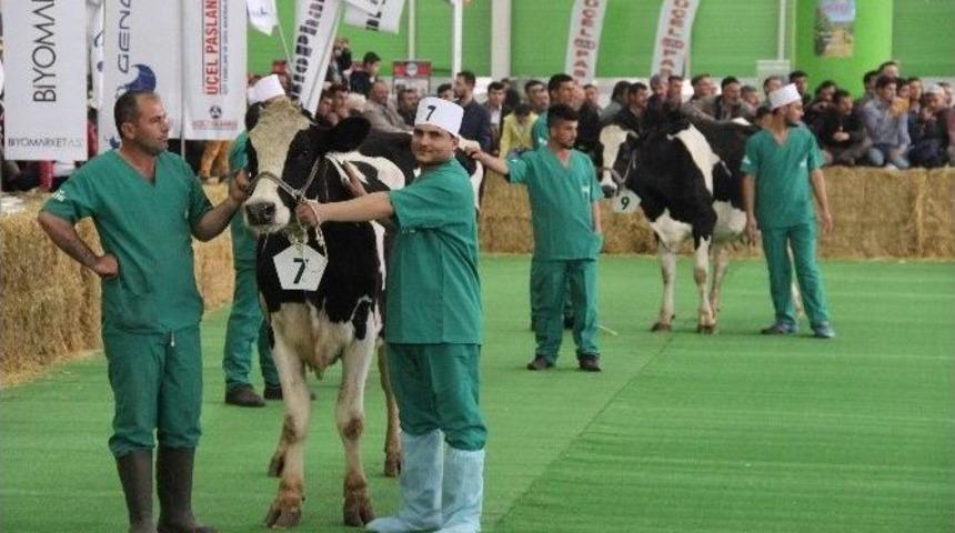 Konya&rsquo;da Damızlık İnek G&uuml;zellik Yarışması