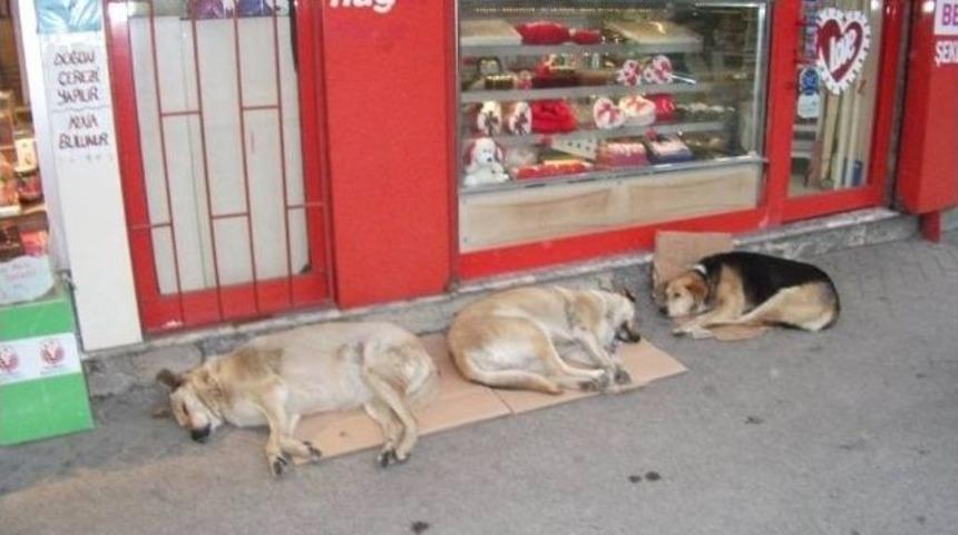 Yağmurlu G&uuml;n&uuml;n Uykusu