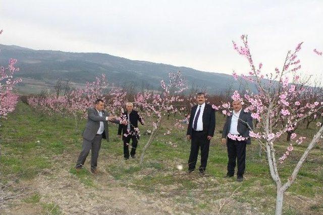 Yalancı Bahar Üreticiyi Korkutuyor 1