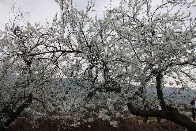 Yalancı Bahar Üreticiyi Korkutuyor 2