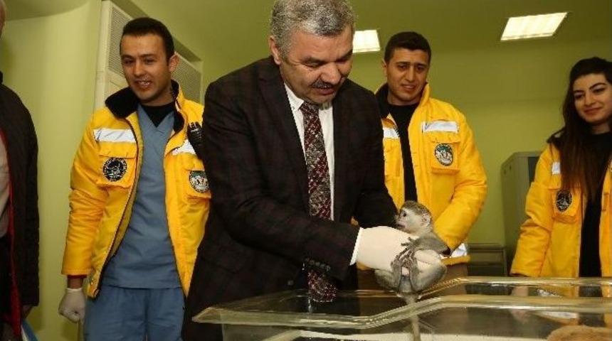 Başkan &Ccedil;elik Maymun Yavrularını Eliyle Besledi