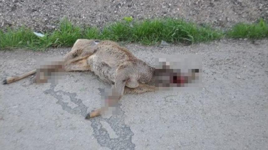 Yaralı Geyiği G&ouml;ren Talip Oldu