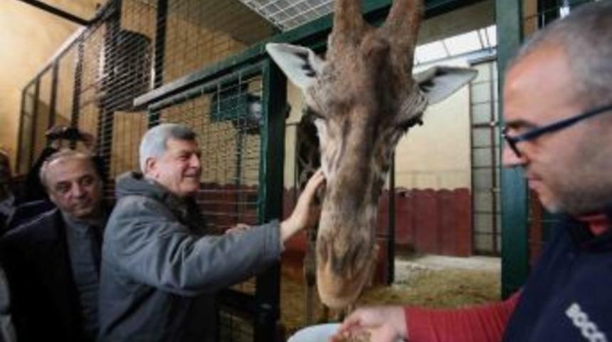 Başkan Karaosmanoğlu, Darıca Hayvanat Bah&ccedil;esini Gezdi