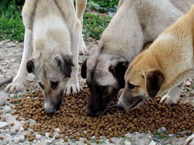 &Ccedil;esal&rsquo;dan Sokak Hayvanları İ&ccedil;in Uyarı 2