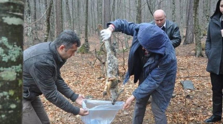 Hayvan Katliamına Tepkiler Dinmiyor