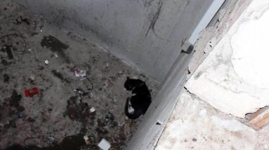 Tekirdağ&rsquo;da Kedi Kurtarma Operasyonu