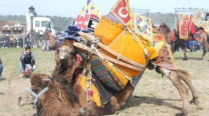 Ayvalık&rsquo;ta Geleneksel Deve G&uuml;reşi Ş&ouml;len Havasında Ger&ccedil;ekleşti