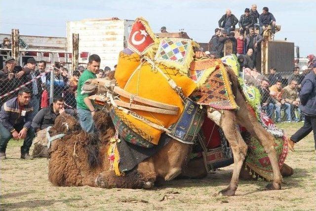 Ayvalık’ta Geleneksel Deve Güreşi Şölen Havasında Gerçekleşti