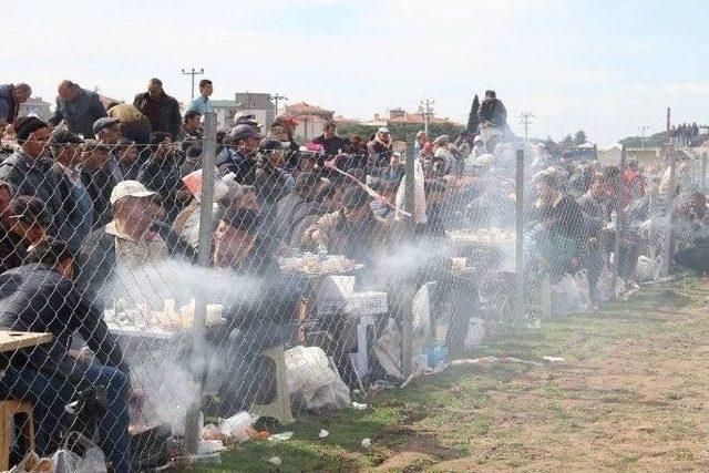 Ayvalık’ta Geleneksel Deve Güreşi Şölen Havasında Gerçekleşti