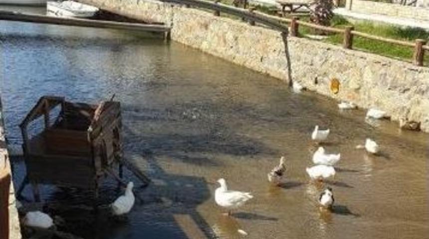 Kuşadası&rsquo;nda &Ouml;rdek Tartışması