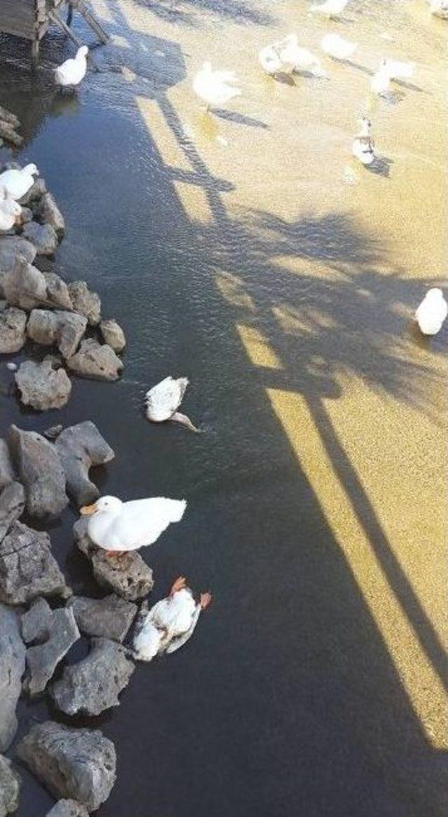 Kuşadası’nda Ördek Tartışması