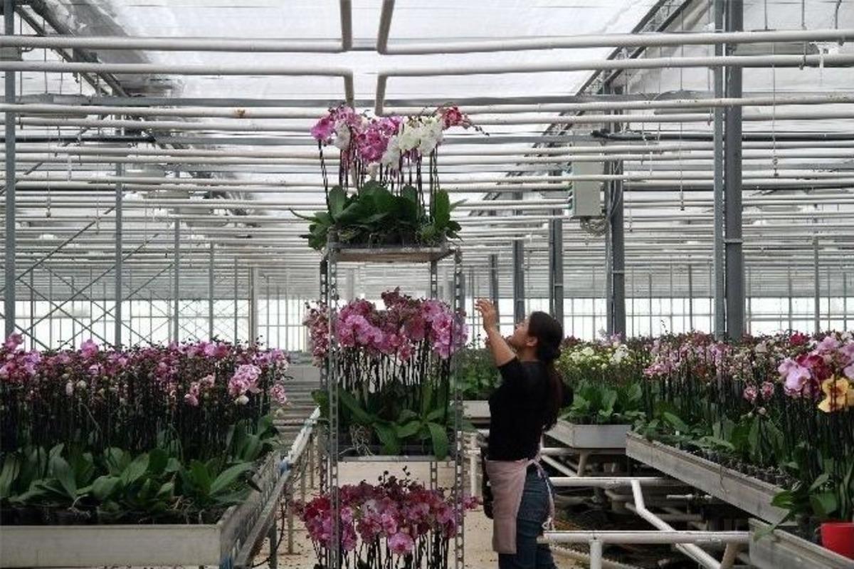 (&ouml;zel Haber) D&uuml;nyanın En Narin Bitkisi Kadınlara Emanet