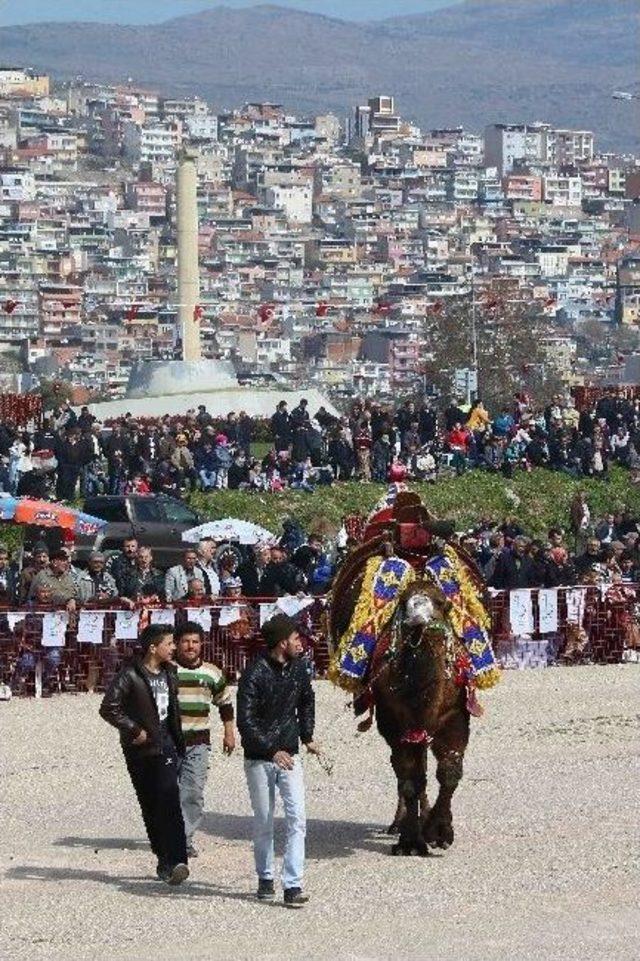 Bayraklı 6. Deve G&uuml;reşi Festivaline Hazır 1