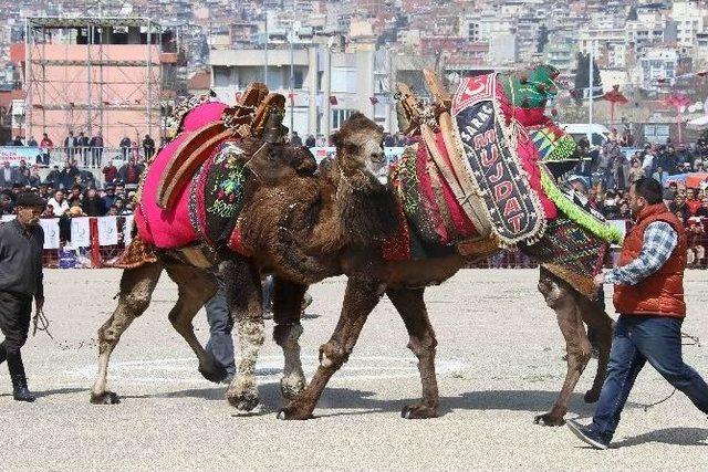 Bayraklı 6. Deve G&uuml;reşi Festivaline Hazır 2