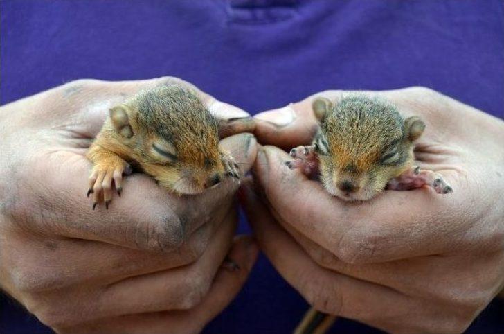 Annesi Ölen Yavru Sincaplara Sahip Çıktı G1