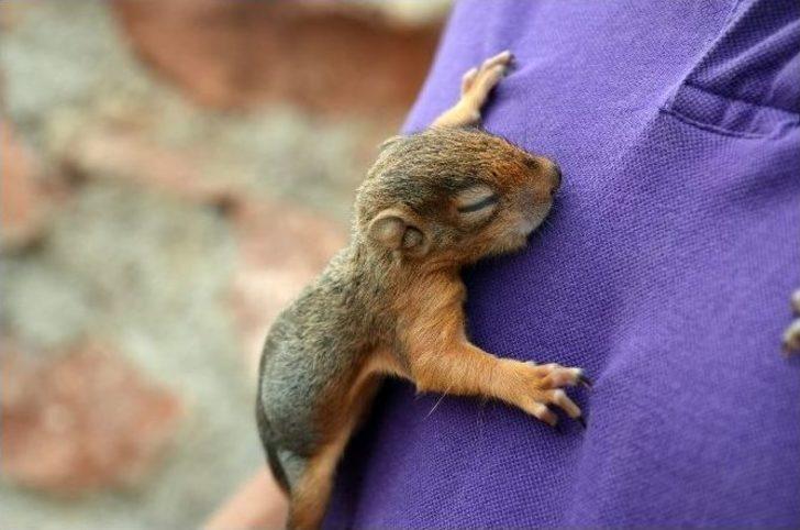 Annesi Ölen Yavru Sincaplara Sahip Çıktı G2