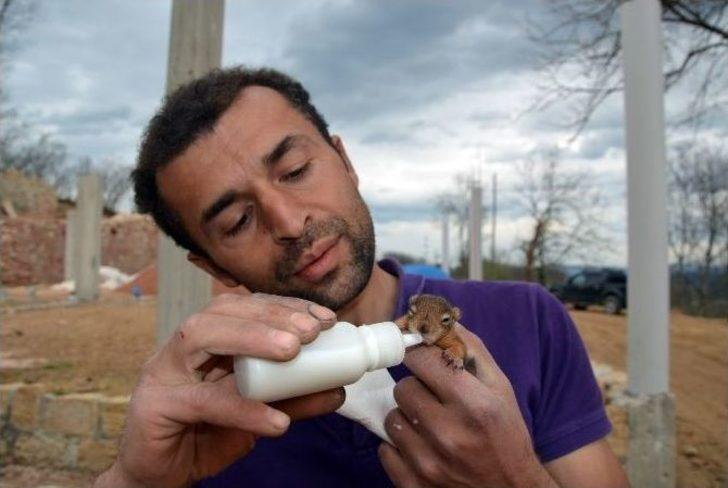 Annesi Ölen Yavru Sincaplara Sahip Çıktı G4