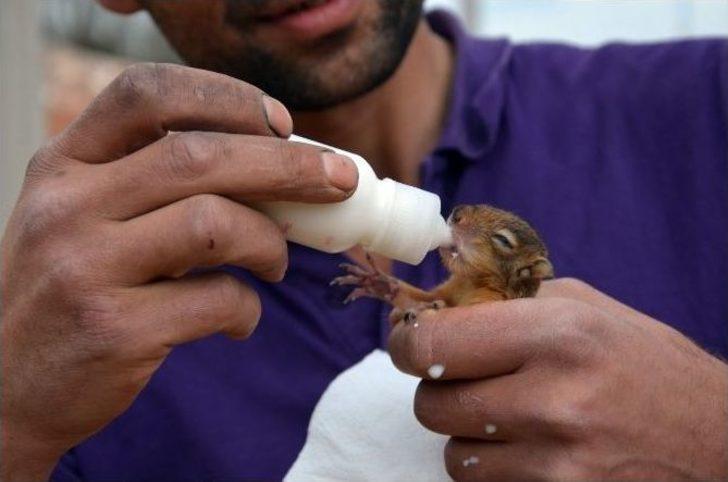 Annesi Ölen Yavru Sincaplara Sahip Çıktı G5