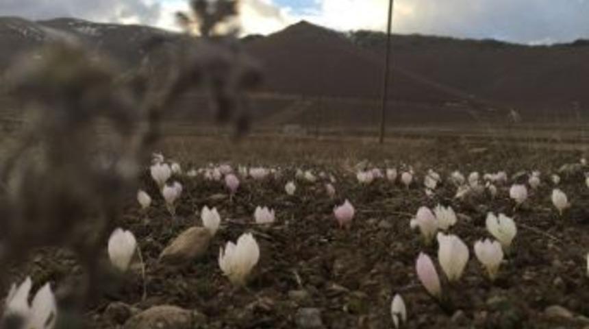 Pasinler&rsquo;de Baharın M&uuml;jdecisi Kardelenler A&ccedil;tı