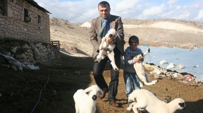 Baharın M&uuml;jdecisi Kuzular Doğmaya Başladı