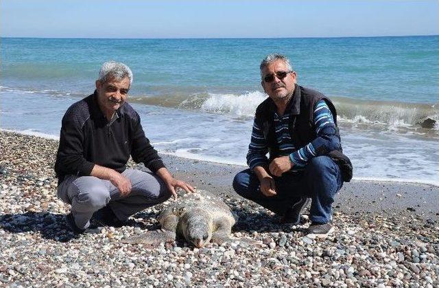 Ölü Caretta Caretta Sahile Vurdu