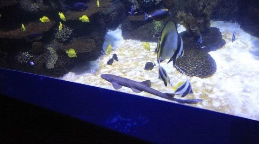 Yavru K&ouml;pekbalığı Nihayet Akvaryumda