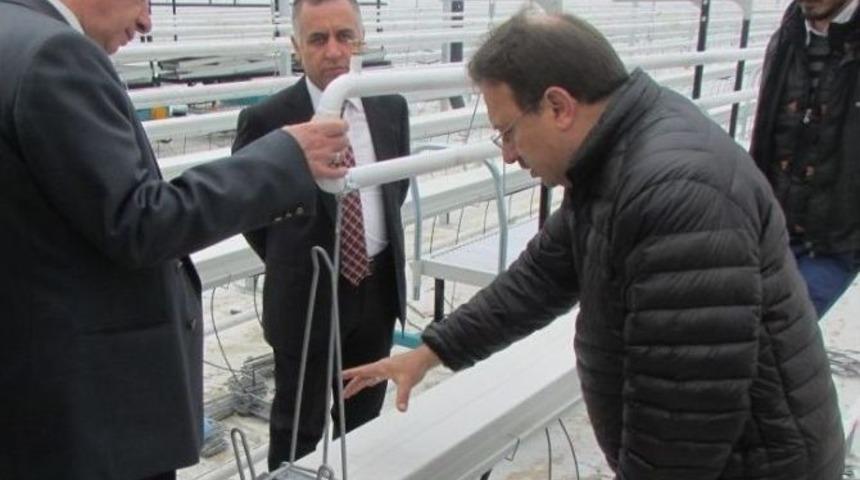 Eskişehir&rsquo;in İlk Jeotermal Kaynaklı Modern Serası Faaliyete Ge&ccedil;iyor