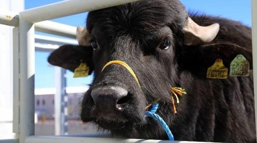 Sivas&rsquo;ta K&ouml;ylere &lsquo;damızlık Manda&rsquo; Dağıtıldı