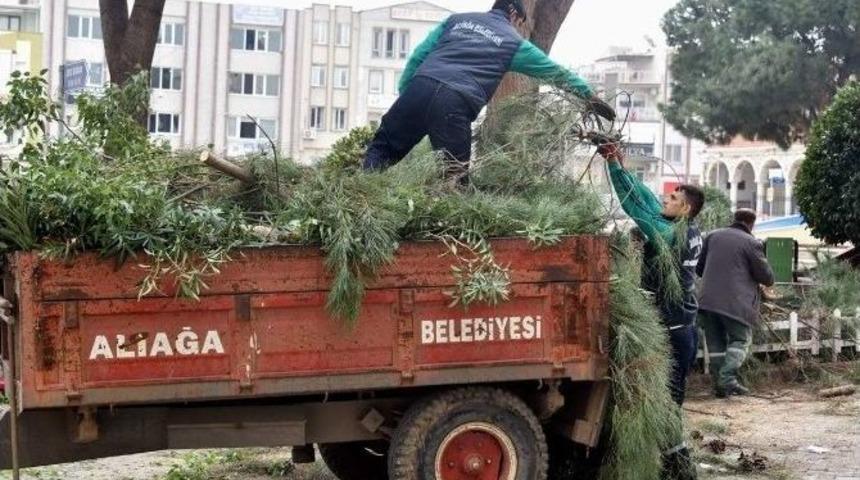 Aliağa&rsquo;da Ağa&ccedil;lar Budanıyor