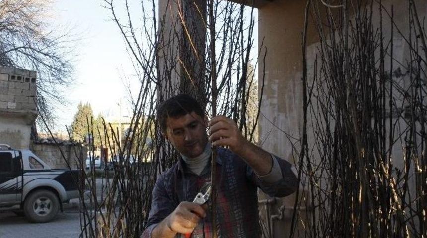 Ceylanpınar&rsquo;da Fidan Satışlarında Artış