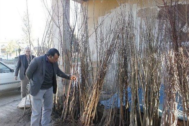 Ceylanpınar’da Fidan Satışlarında Artış