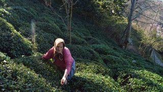 Karadeniz Kadınının Ömrü Tarlada Geçiyor