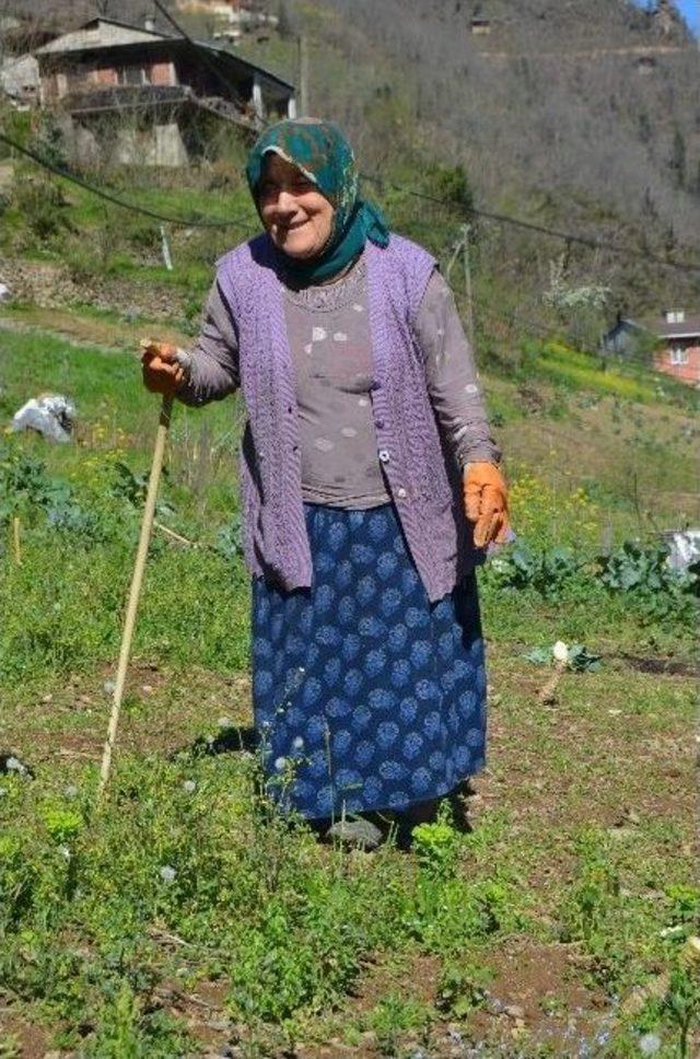 Karadeniz Kadınının Ömrü Tarlada Geçiyor