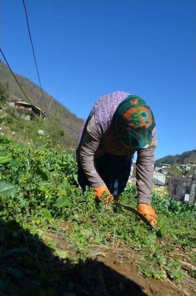 Karadeniz Kadınının Ömrü Tarlada Geçiyor