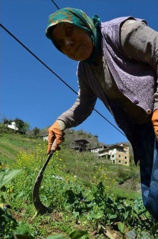 Karadeniz Kadınının Ömrü Tarlada Geçiyor