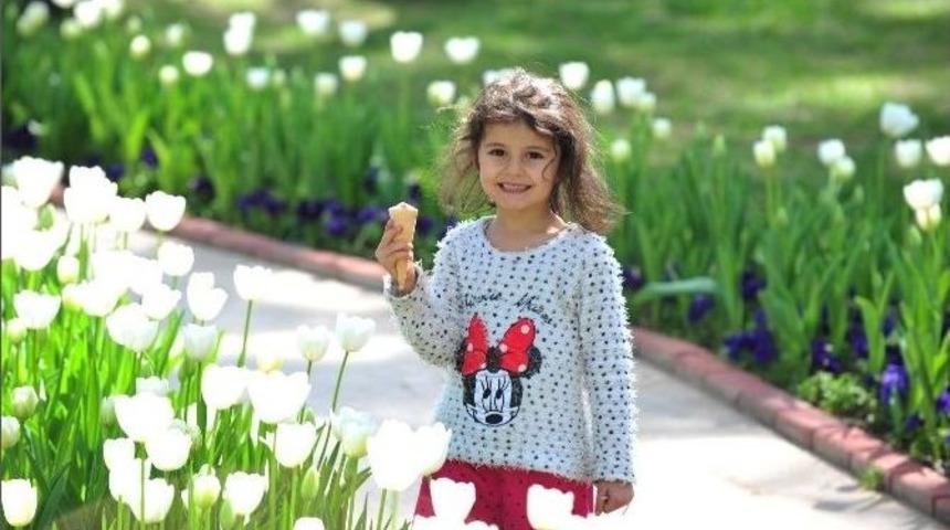 Kepez Lale,s&uuml;mb&uuml;l,nergis Kokacak