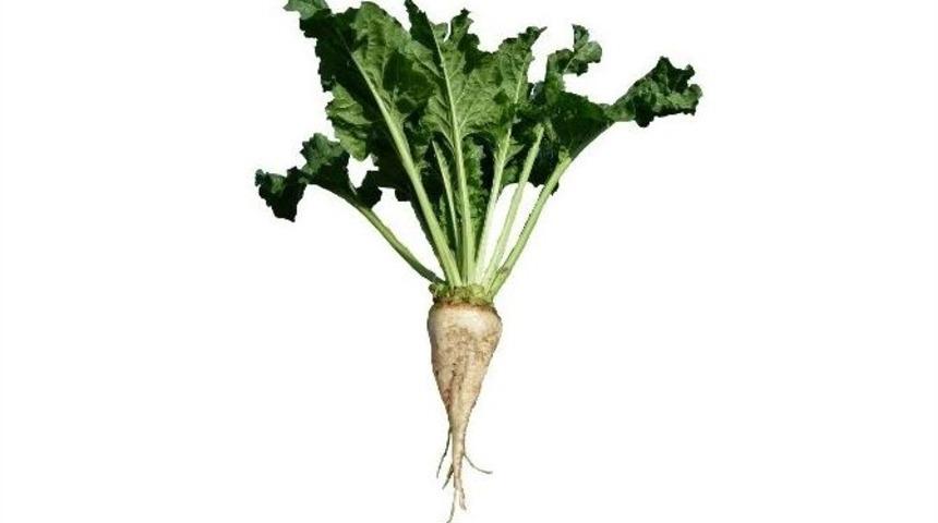 Kayseri Şeker, Pancar İ&ccedil;in &Ouml;zel G&uuml;bre &Uuml;rettirdi