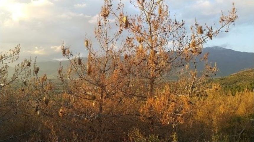 Koza-der&rsquo;den &Ccedil;am Kese B&ouml;ceğine Karşı Seferberlik